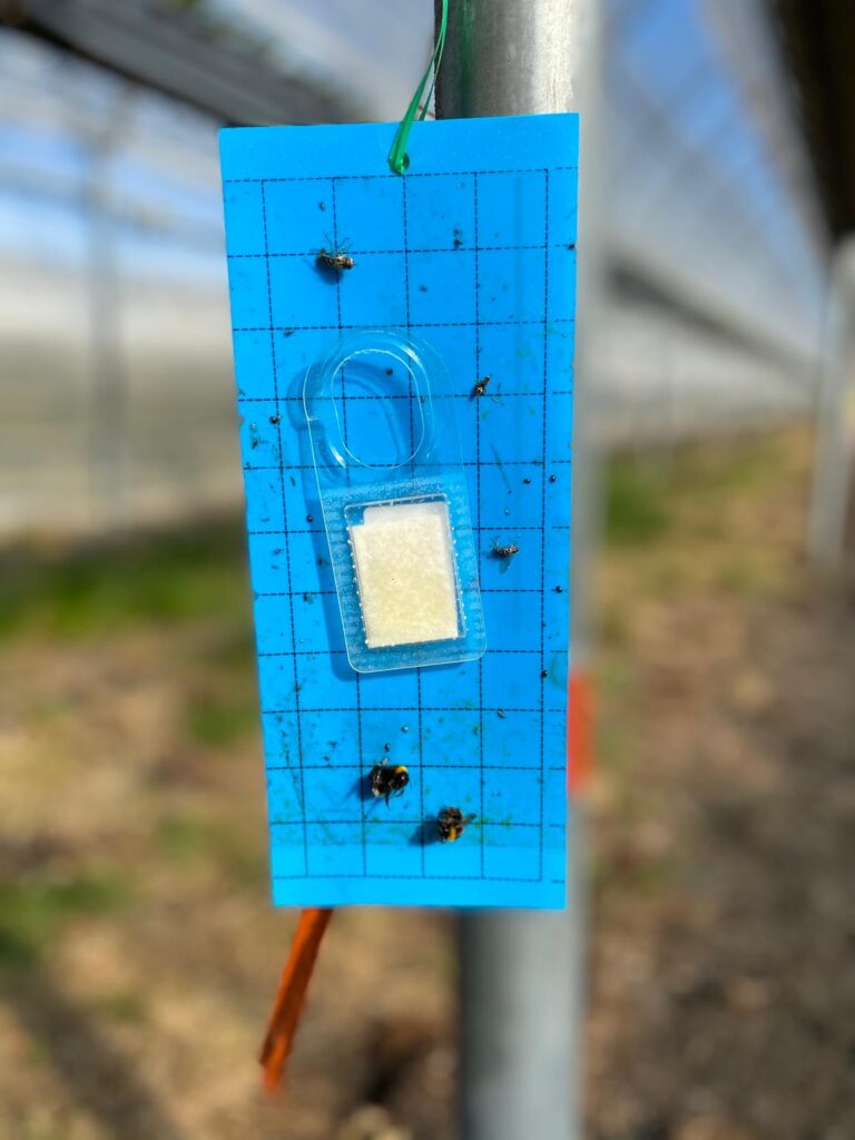 Biomat innovation's sticky card with lure for insect capture