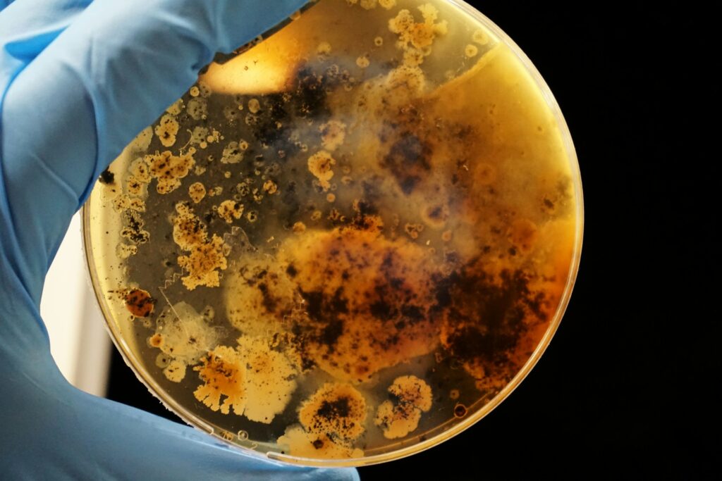 petri plate with fungus growth culture