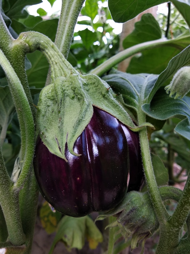 eggplant