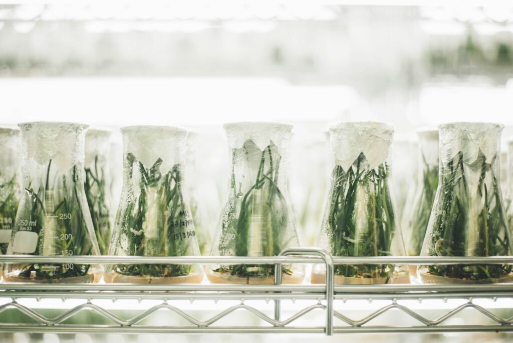 plant tissue culture flasks