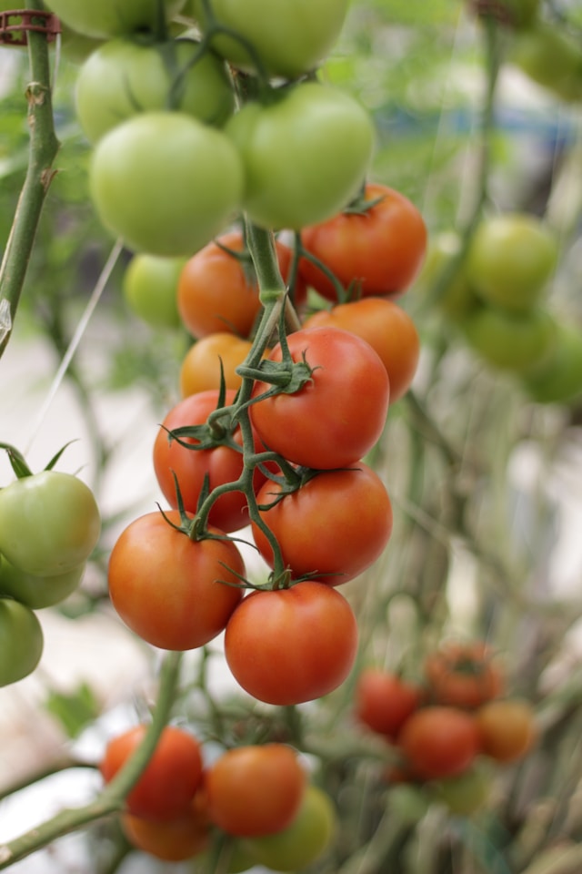 tomato plant with tomatoes