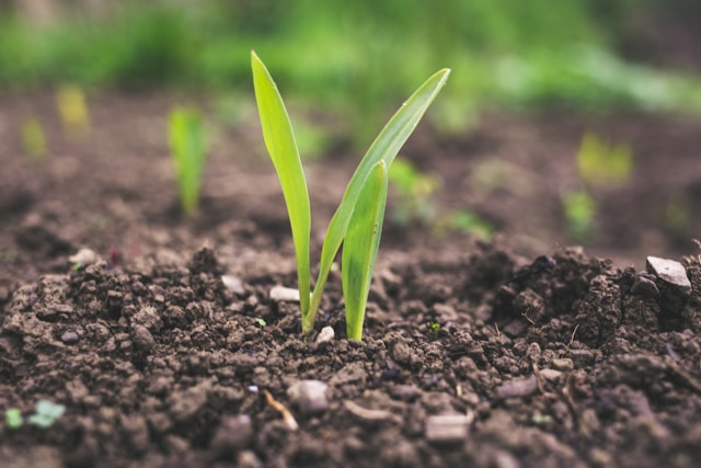 plants grown in a field